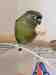 Conure