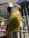 Conure