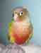 Conure