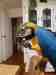 Macaw