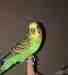 Parakeet