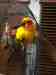 Conure