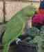 Indian Ringneck Parakeet