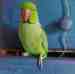 Indian Ringneck Parakeet