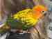 Conure