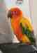 Conure