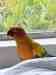 Conure