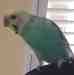 Budgerigar