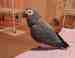 African Grey