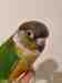 Conure