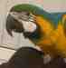 Macaw