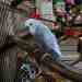 Budgerigar