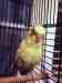 Budgerigar