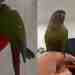 Conure