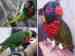 Lory / Lorikeet