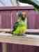 Conure