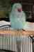 Indian Ringneck Parakeet