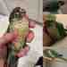 Conure