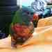 Lory / Lorikeet