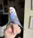 Budgerigar