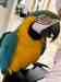 Macaw