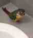 Conure