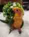 Conure