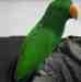 Eclectus