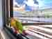 Conure