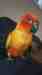 Conure