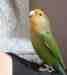 Lovebird