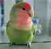 Lovebird