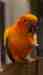 Conure