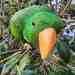 Eclectus