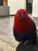 Eclectus