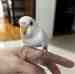 Budgerigar