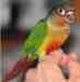 Conure