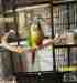 Conure