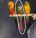 Conure