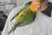 Conure