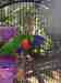 Lory / Lorikeet