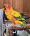 Conure