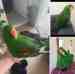 Eclectus