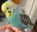 Budgerigar