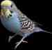 Budgerigar