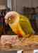 Conure