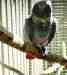 African Grey