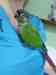 Conure