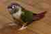 Conure