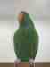 Eclectus